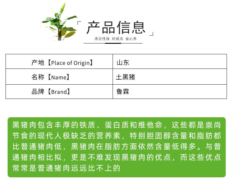 土黑猪-1_02.jpg