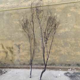 黑树枝许愿树马醉木干支枯木婚庆婚礼道具树支造景白树杈