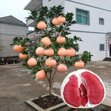 �t�����Ә������Ե����ϱ����Nֲ�޽ӹ��������t�������箔��Y��