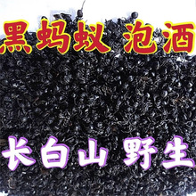 黑蚂蚁长白山野山黑蚂蚁干一袋250克泡酒料泡酒真货好货