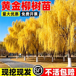 �S������z��������Ӵ����е�ͥԺ���@���L���G�����Ժ�߅����