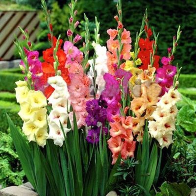 15.8 element 10 Gladiolus Seed ball courtyard seed Gladiolus Bulbous Potted plant flowers and plants Four seasons plant Flower