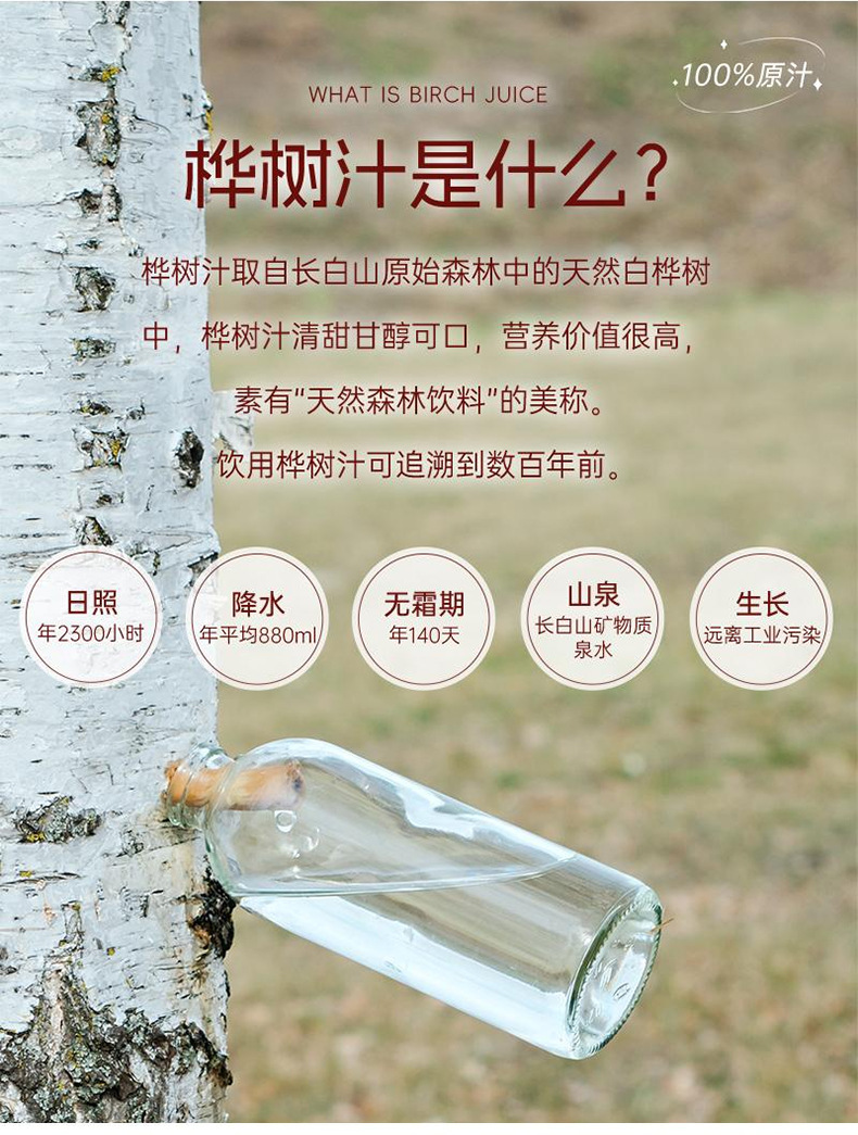 白桦树汁 100%原液添加白桦树水原汁植物饮料自然活性新鲜树汁-阿里巴巴