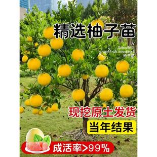 ���Ә���t���ĵ����Ǽ޽ӹ�������ϱ����Nֲ����ͥԺˮ�����R��