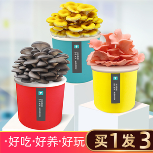 Flat Mushroom Planting Bucket Edible Fungi Balcony Kindergarten Planting Kit Fun Mushroom Cultivation Mushroom Sticks Mushroom Production