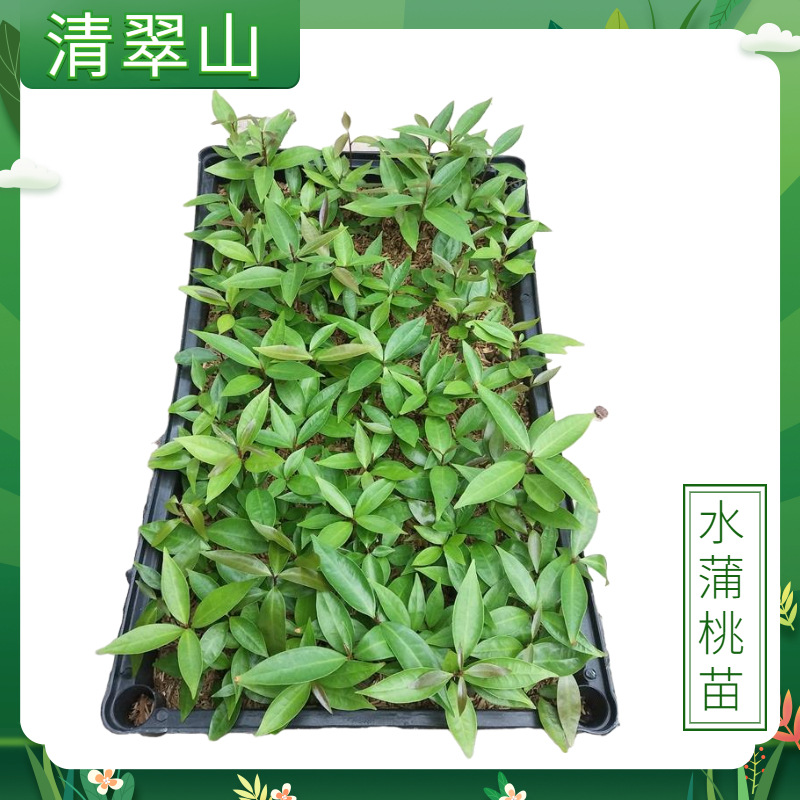 水蒲桃盆栽花卉室内庭院观叶植物园林绿化行道树四季常绿蒲桃小苗