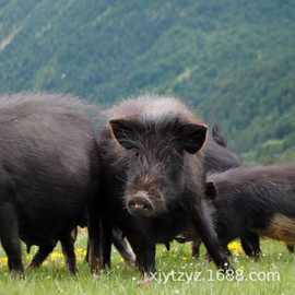 家养黑猪猪苗价格 三个月活体黑猪价格 土黑猪猪苗批发价格