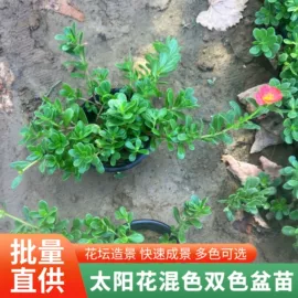宿根花卉;灌木;一二年生花卉