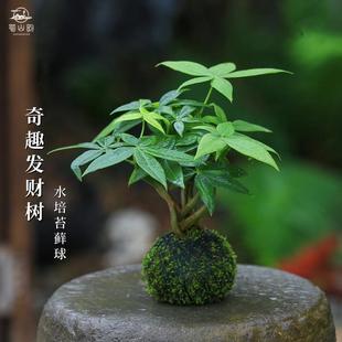 �lؔ��ˮ��ֲ��̦�\�������҃������k���һ����ļ�������ꎾGֲ