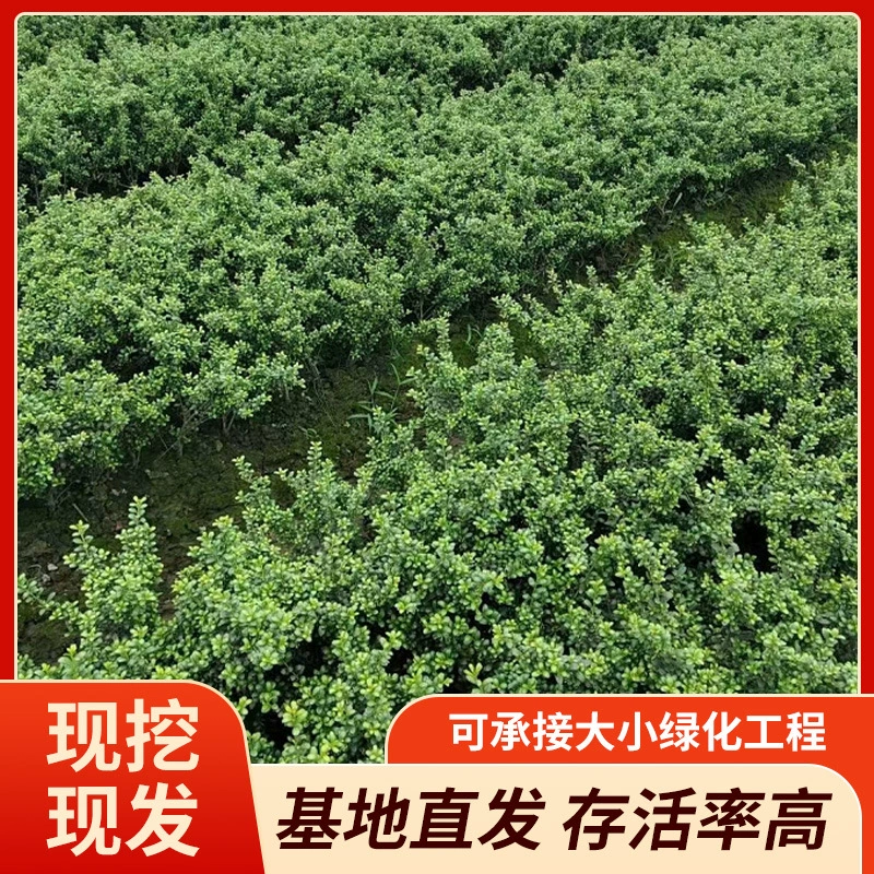 Идеальный холли, зимняя зелень, мелколистный самшит, крупнолистный самшит и семена самшита оптом от производителя.