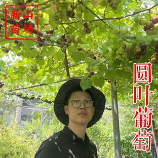 【圆叶葡萄苗】格威尔红宝石保尔克至尊马斯卡丁麝香圆叶葡萄苗