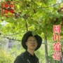 卡丁圆叶麝香红宝石葡萄苗