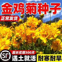 �ջ��N�Ӵ󻨽��u�ջ����ļ����N�_����˹�ջ���ͥԺ���Ի��N��