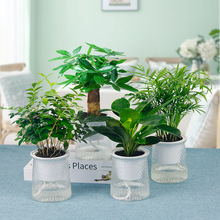 桌面绿植四件套九里香金钻发财树袖珍椰子植物透明植物自吸水盆栽