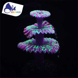 厂家批发鱼缸水族造景装饰仿真圣诞珊瑚假水草塑胶荧光造景装饰