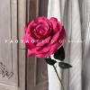 Single -headed big rose