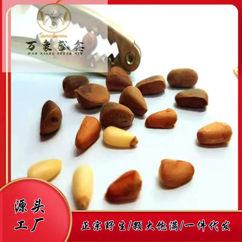 松子秦巴山区产地厂家一手货源2023年新货已上市批发直供陇南新货