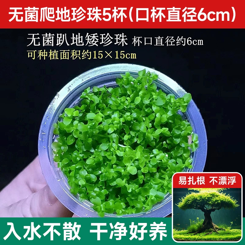 【无藻无螺 丢缸即赏】无菌爬地矮珍珠1杯 （口杯直径6cm）
