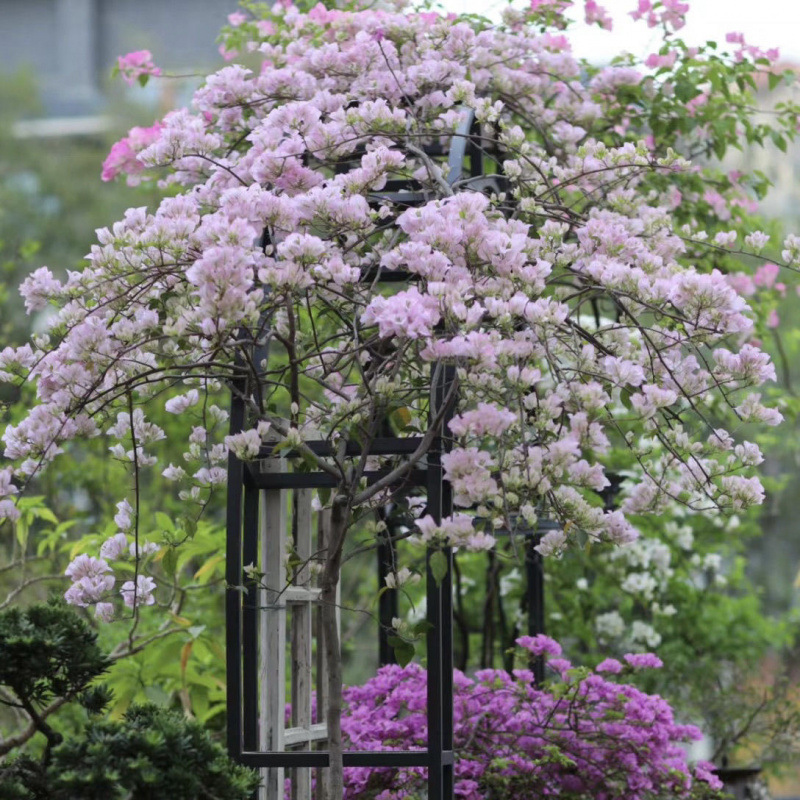 클래식 스타일(꽃)