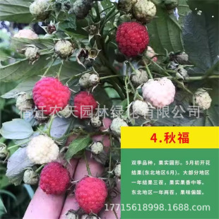 ����̫Ɲ�ژ�ݮ�ϱ����Nֲ�ļ����������Ե���ͥԺ�����箔��Y��