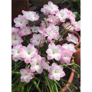 �L���m�ײͶ������G�����m�N���[�m�������͟�������ܾ�ɏ��ֲ��