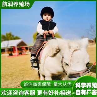 养马场出售骑乘宠物小矮马 国产德保矮马活体骑乘大马价格 矮脚马-阿里巴巴