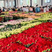 云南康乃馨鲜花冷链基地直发尤加利叶黄莺香活鲜花