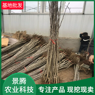 ���l��t��ɽ高���    Ҏ��ȫ �F�ڬF�u ����ֱ�Nɽ高���