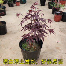 �t�������ļ��tͥԺ�e�����^���ͺ���ɫ��Ʒ�t��С�����ͥԺ�쾰