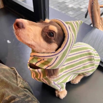 ペット服、ストライプマカロン、犬猫、中小型犬、テディ、ビション、ポメラニアン、秋冬