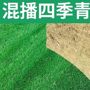Lawn Grass Seed Slope Protection Bermudagrass Manila Evergreen Courtyard Carpet Turf Greening Ryegrass Seed Larvae