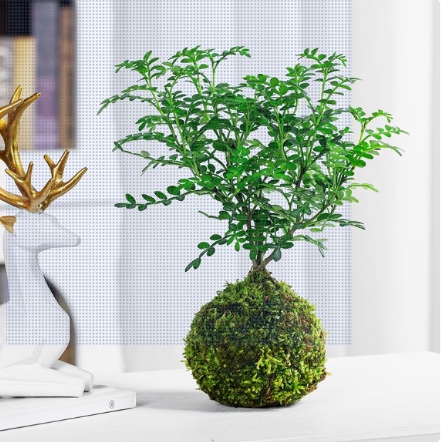 Musgo bola de junio nieve bonsai planta hidropónica acantilado modelado mini micro paisaje plantación verde de mesa interior pequeña maceta image 20