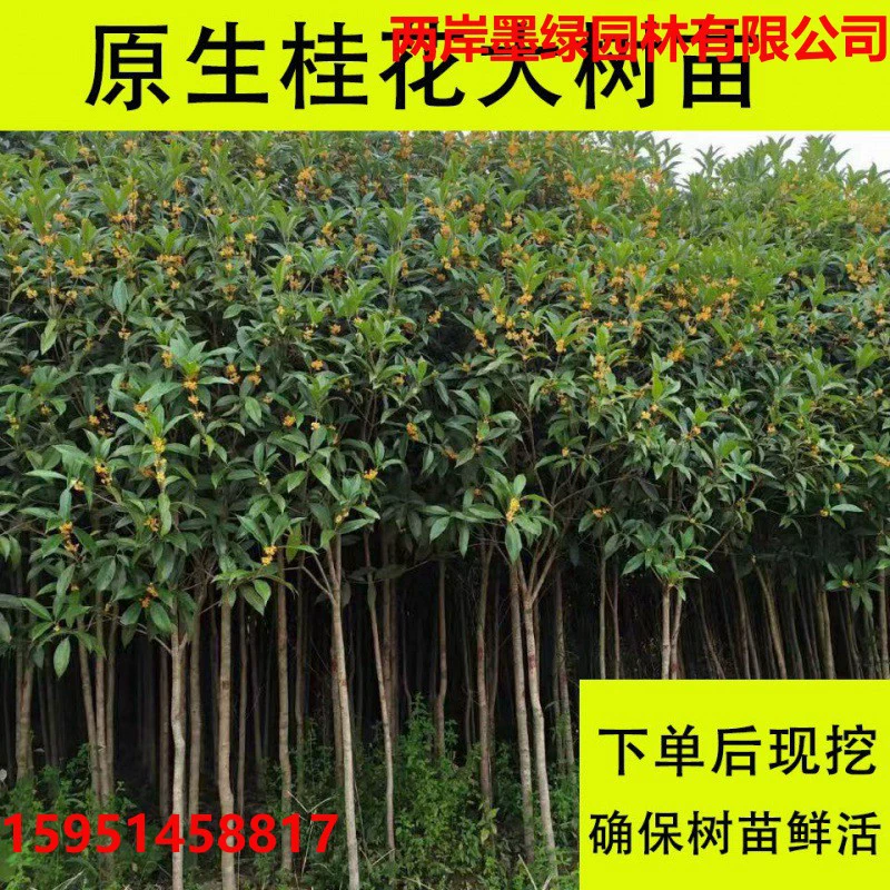 Османтус Дерево Большое Дерево Посадка Родные Август Золотой Османтус Данги Вилла в горшке Двор Озеленение Саженцы Вечнозеленые Все Сезоны