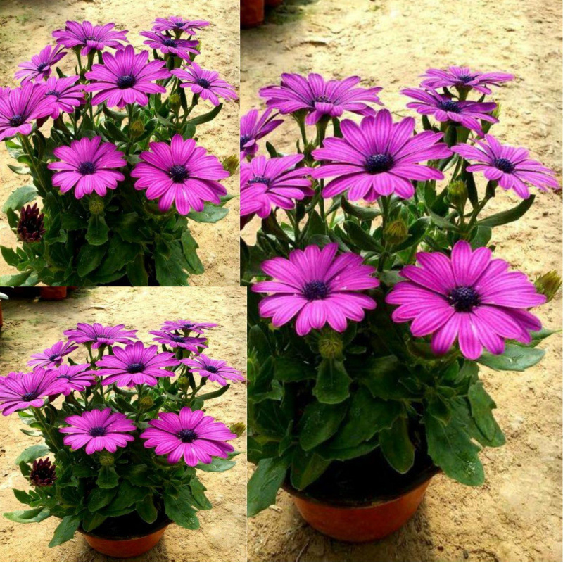 Semillas de flores, semillas de flores.