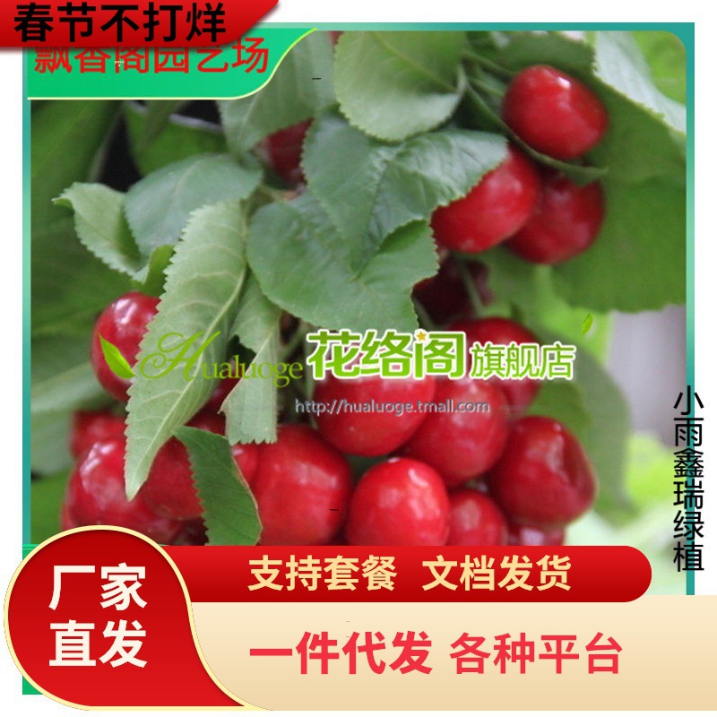 早熟弗里斯科大樱桃树苗 矮化吉塞拉6号砧木嫁接 自花授粉产量高