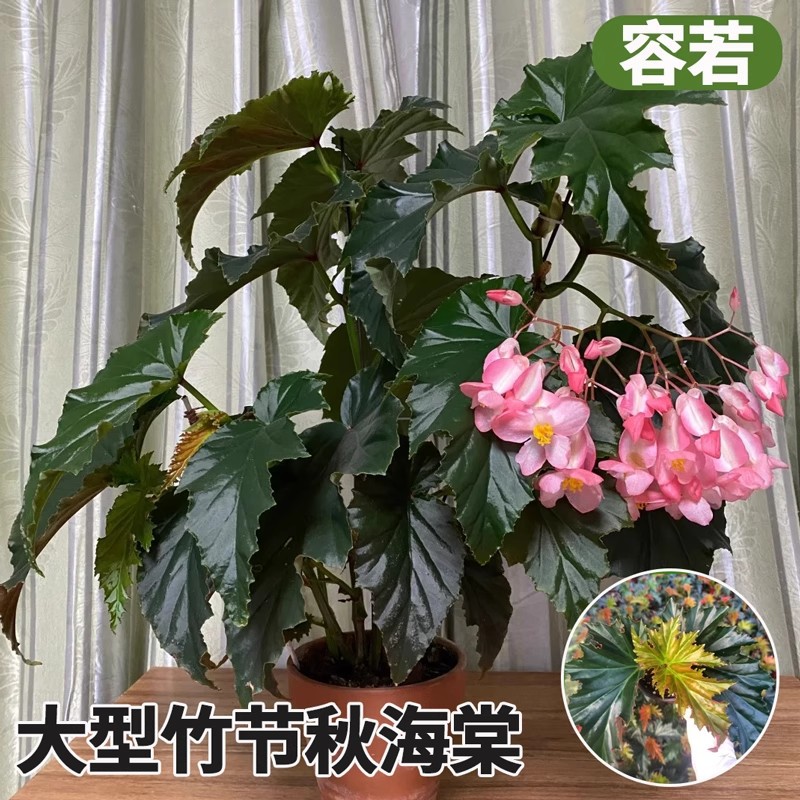 Contains 3-5 leaves (bamboo joints)