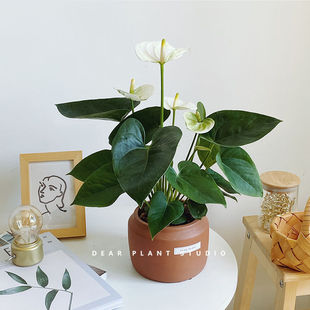 �W�t�Gֲ���ư�������˹���Q���҃�����͟Ứ�����������ļ����_