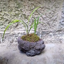 火山石花盆 腾冲火山岩花盆 自然迷你兰花菖蒲虎皮兰多肉专用花盆