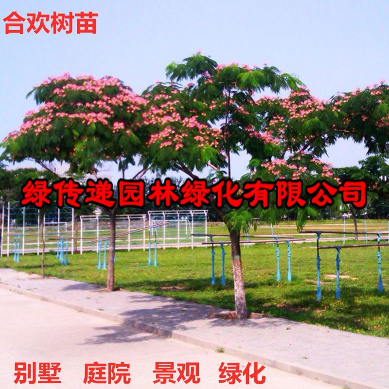 合欢树苗绒花树苗芙蓉花树苗盆栽南北方大型绿工程庭院风景绿化苗