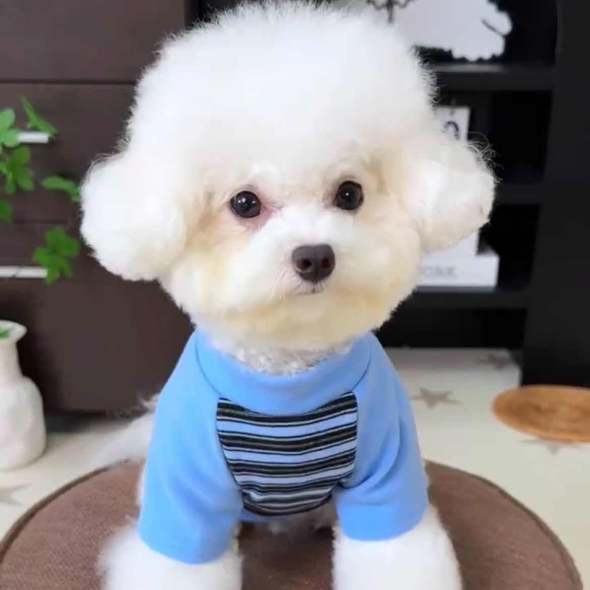 Gatos otoño invierno ropa accesorios rayas mascotas perros pequeños peleas de peluche que osos suministros de camiseta de base universal transfronterizos