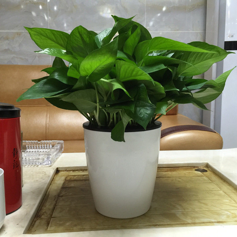 Potted Green Plants That Are Self-Watering and Can Be Grown in Soil or Hydroponically for Indoor Use, Suitable for Offices and Homes