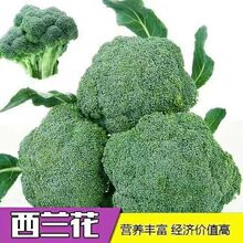 ���r80�����m���N�ļ���Ҭ�˾G��ʯ�߲˷N�ӻ���˷N�ͺ�