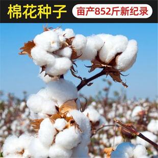 �½��޻��N�ӷN�Ѵ���Nֲ�r���ļ��߮a�����ݴ����ѷN���ޱ�ů��