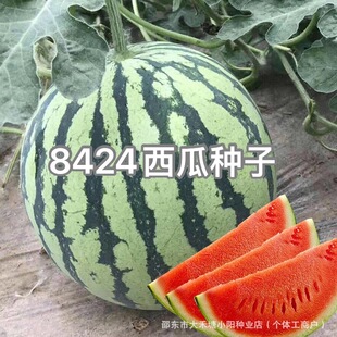 8424�����������ϷN�� �ӳ���Ƥ����Ϲ����Ϸ�ˮ����