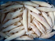 批发火箭鱿鱼 牛角花鱿鱼花冷冻须铁板烧烤火锅食材商用烤肉