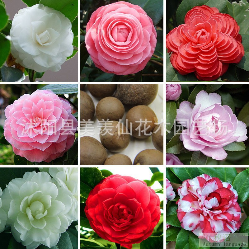 Las plantas en macetas de semillas de camelia se pueden sembrar en cuatro estaciones, 24 colores opcionales, 5 rosas Sai