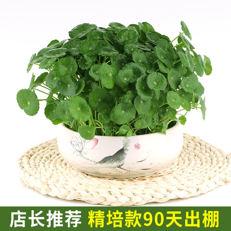銅貨草水耕植物屋内オフィスデスクトップ鉢植え花四季常緑植物空気を浄化怠惰な人|undefined