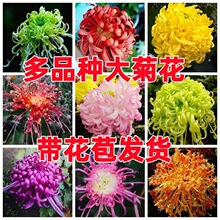 菊花苗大花带花苞盆栽四季特大花开花秋菊花苗适合懒人养的花包邮