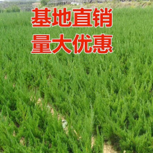 һ�����lֲ�九���繫Ĺ��·���@�G��������ľ���؂Ȱ������ɰ���