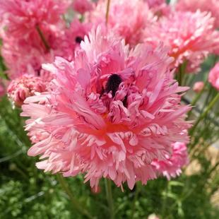 Cold-Resistant Flowering Rhizomatous Perennial with Buds, Gradient Color, Double-Petaled Celery-Leaf Peony, Domestic Hybrid Potted Plant